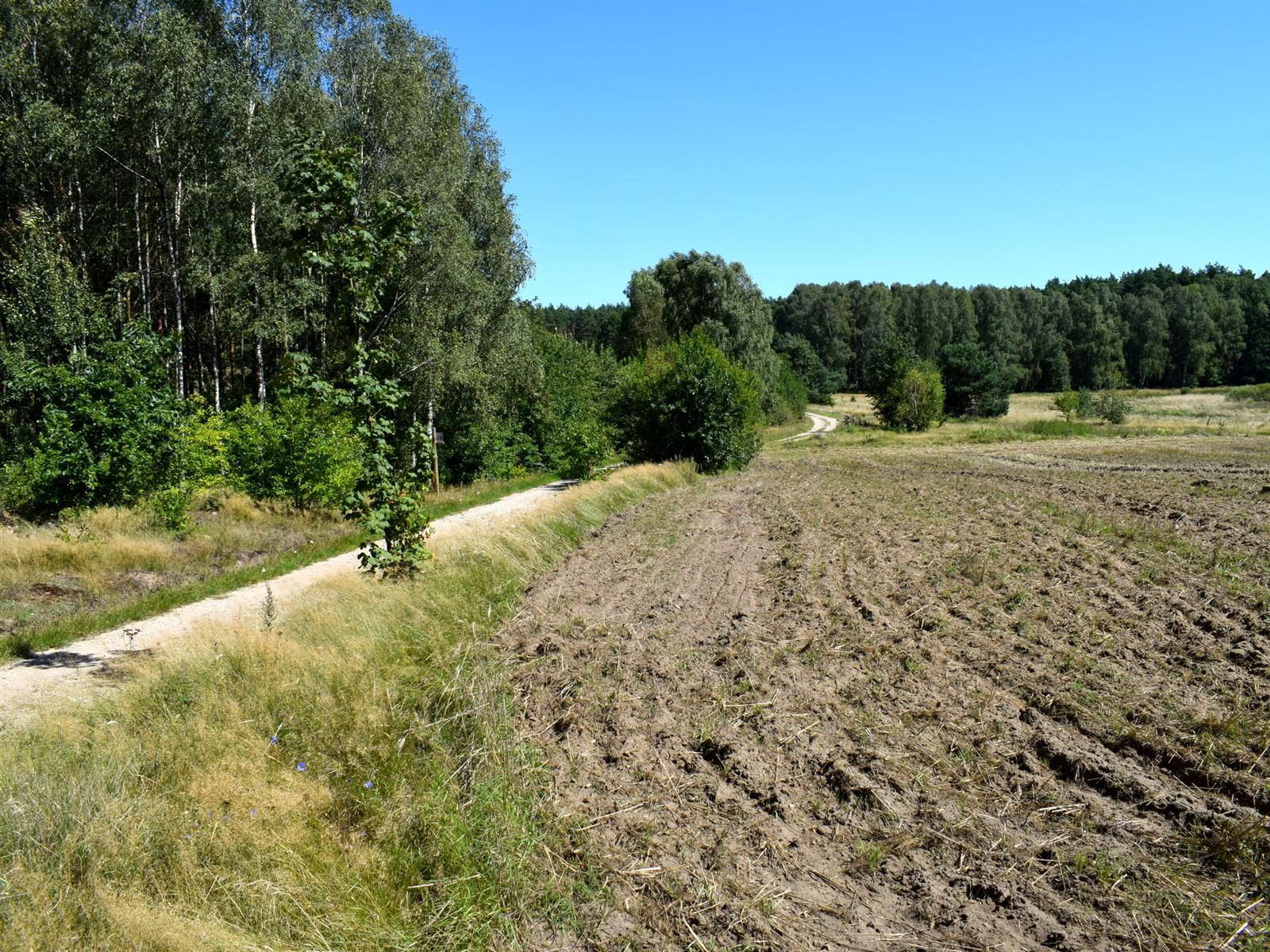 Działka siedliskowa - Ostroróg  (1)