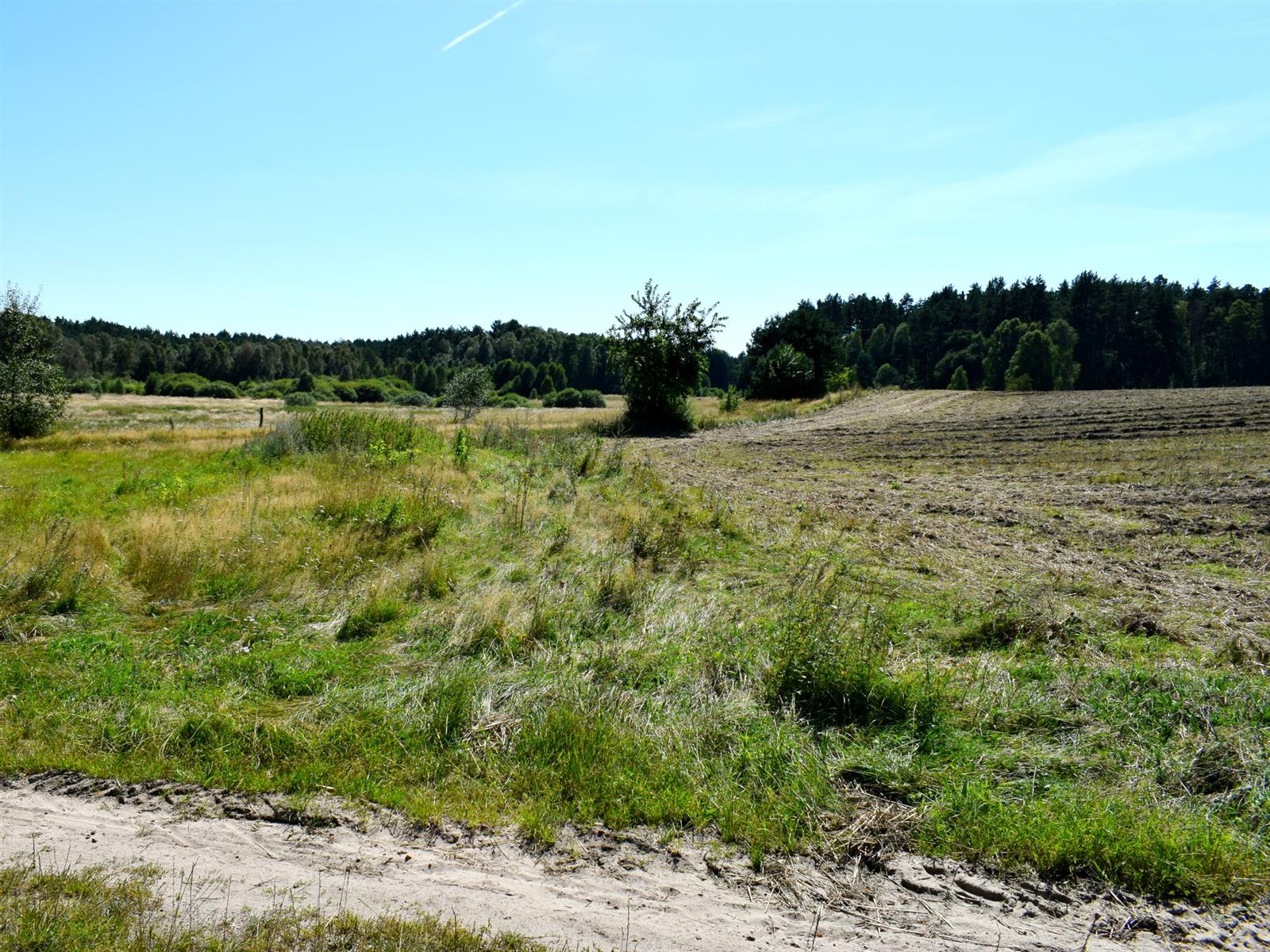 Działka siedliskowa - Ostroróg  (10)