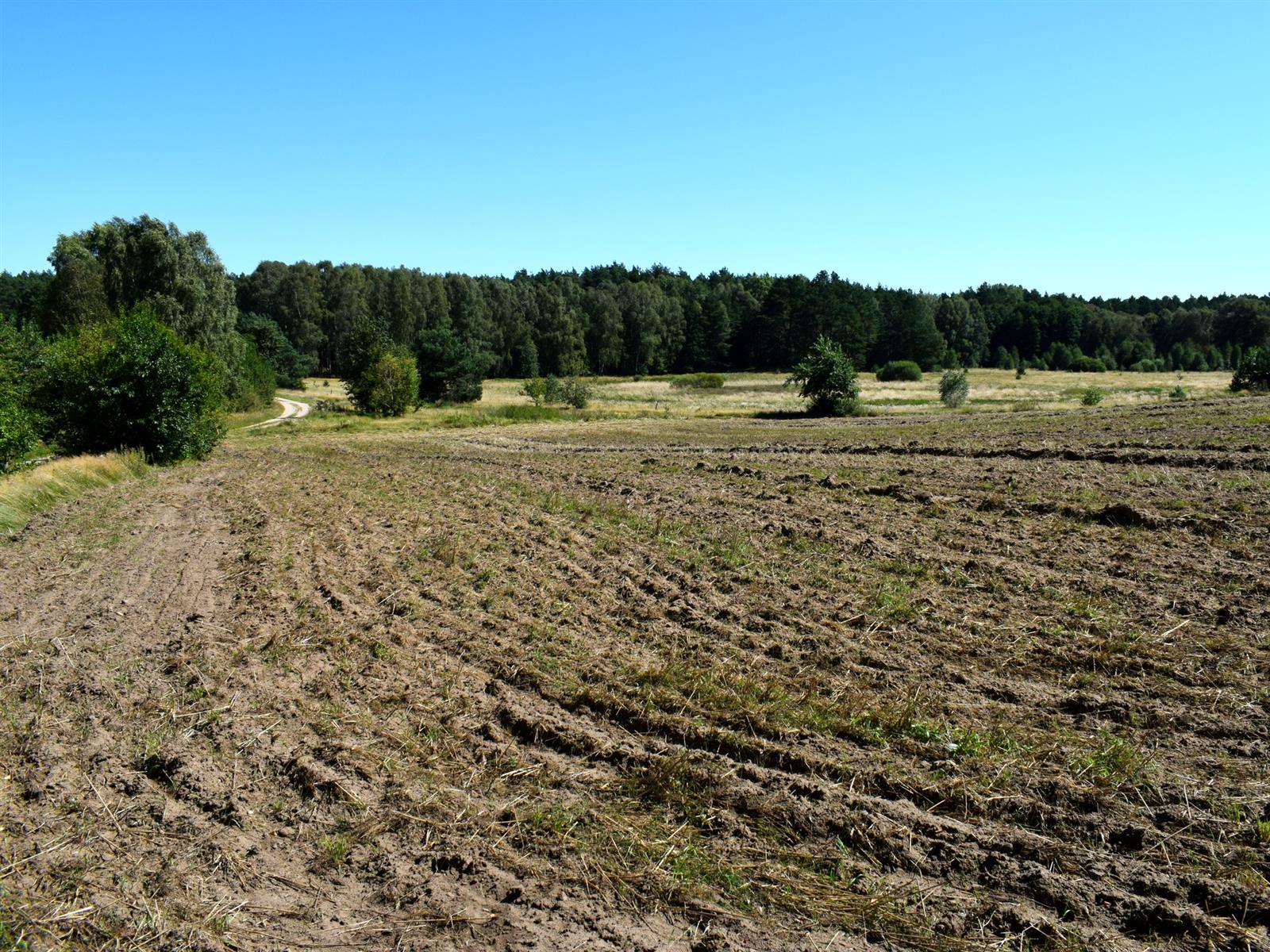 Działka siedliskowa - Ostroróg  (15)