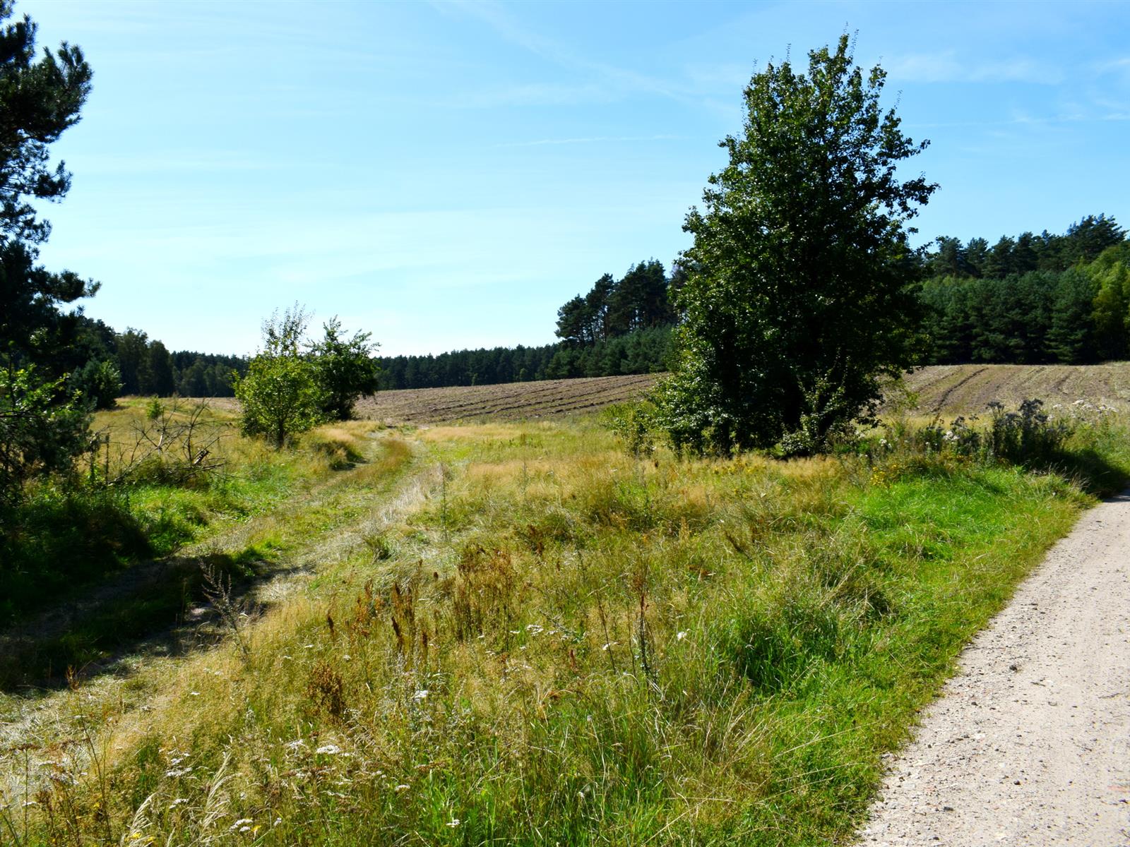 Działka siedliskowa - Ostroróg  (7)