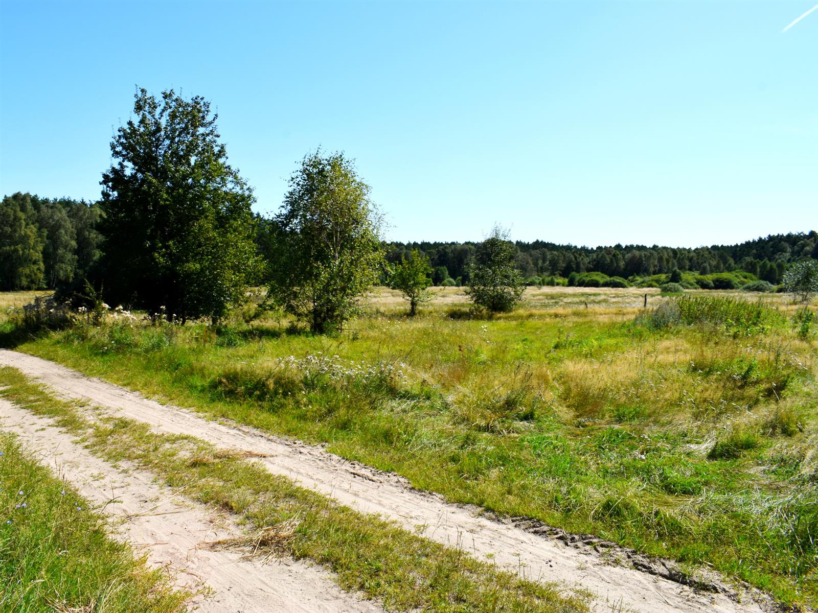 Działka siedliskowa - Ostroróg  (9)