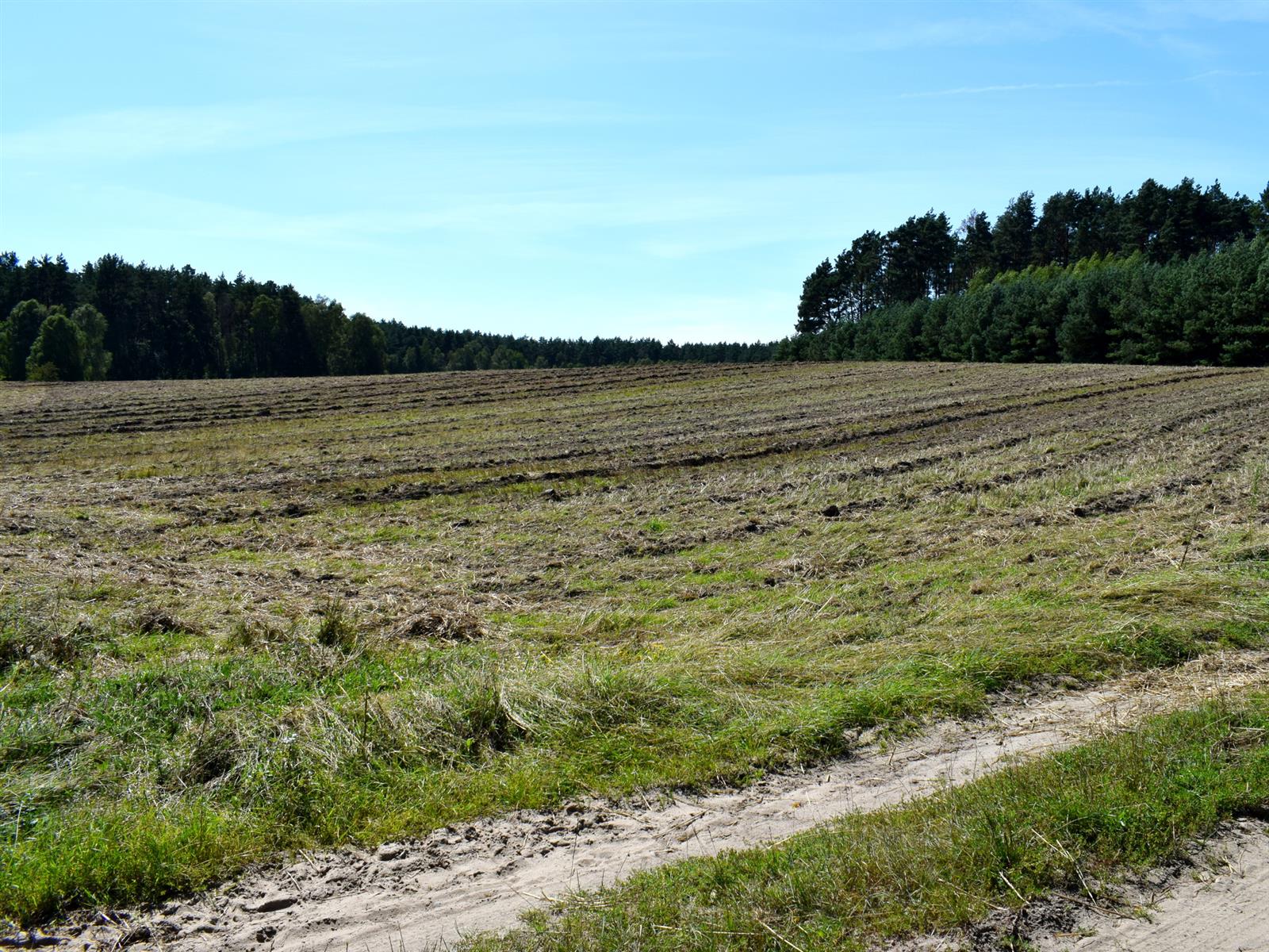 Działka rolna - Ostroróg  (12)