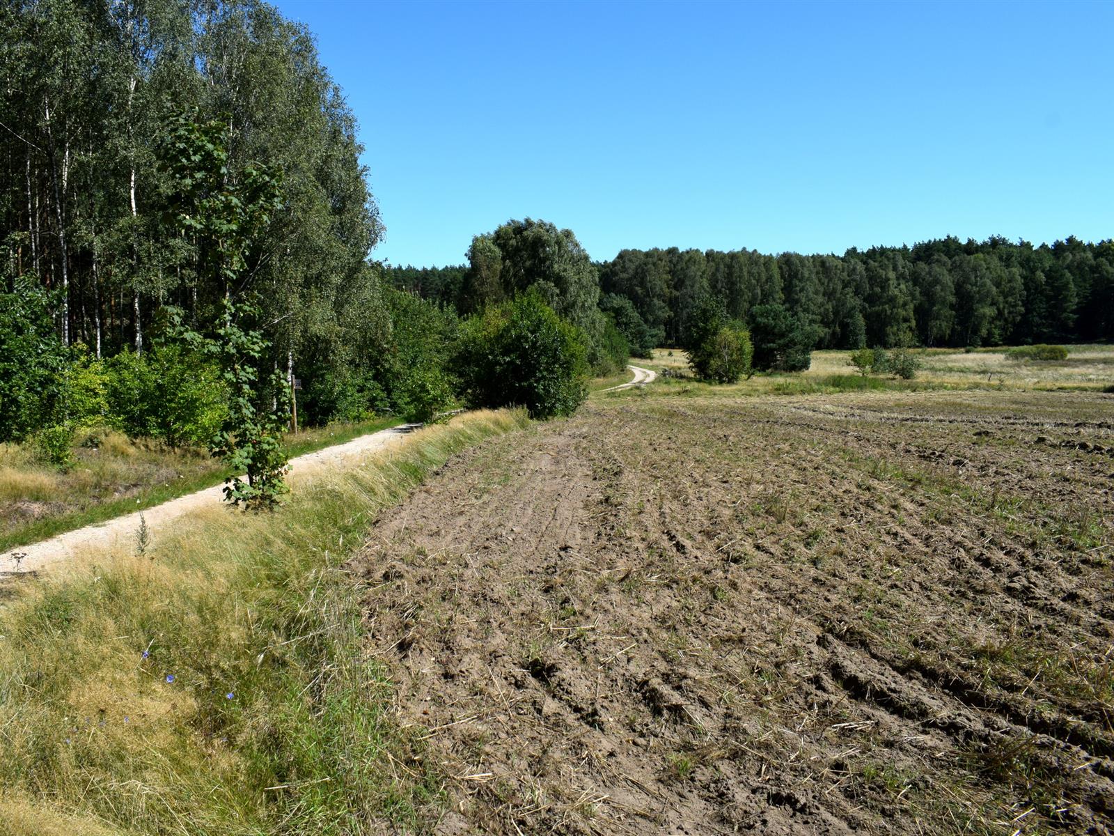 Działka rolna - Ostroróg  (15)