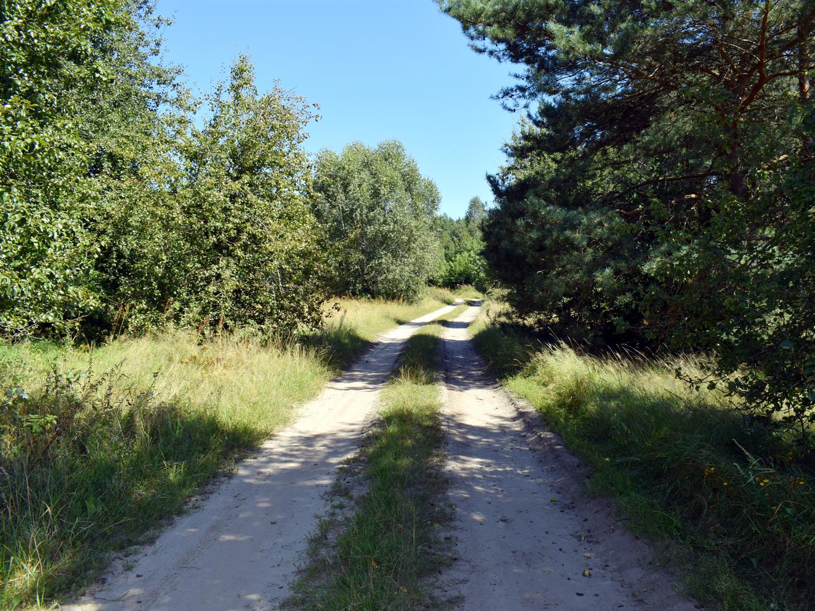 Działka rolna - Ostroróg  (6)