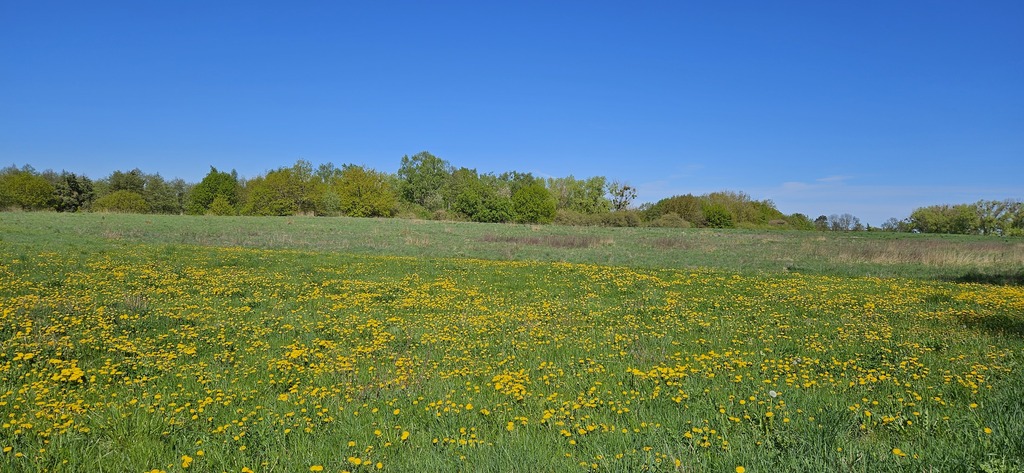 Działka z potencjałem inwestycyjnym - SKOLWIN (2)