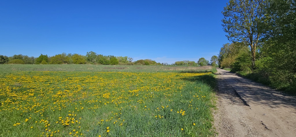 Działka z potencjałem inwestycyjnym - SKOLWIN (3)
