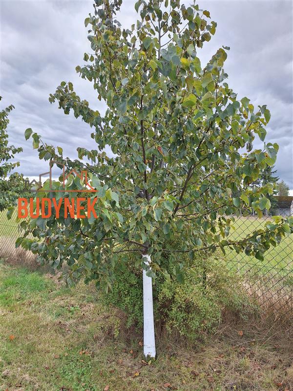 Działka budowlana - Kosierzewo  (12)