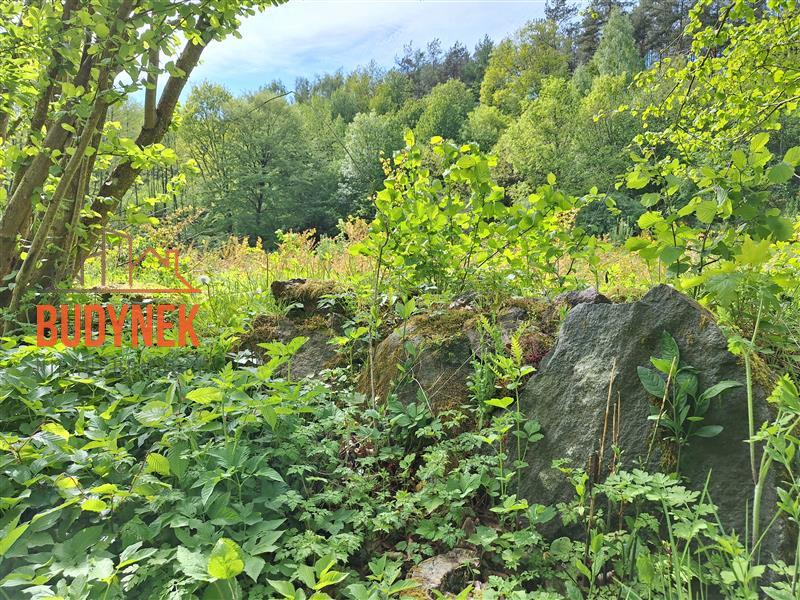 Działka rolna - Paproty  (9)