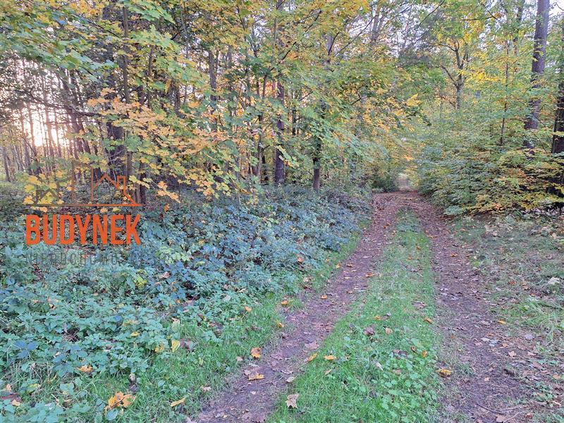 Działka - Masłowice  (15)