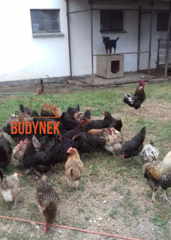 Gospodarstwo rolne - Sławno  (4)