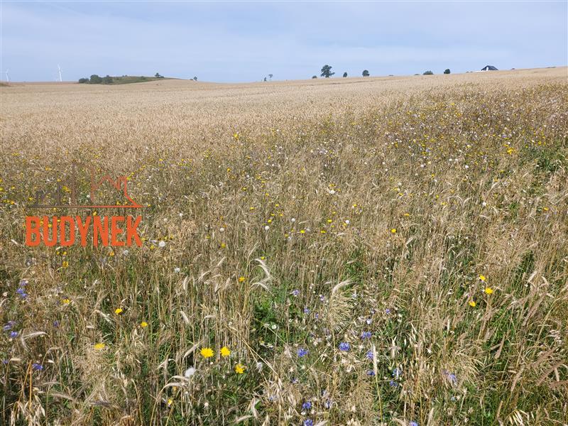 Działka - Zakrzewo  (2)