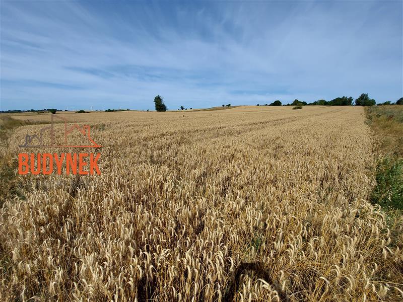 Działka rolna - Zakrzewo  (9)