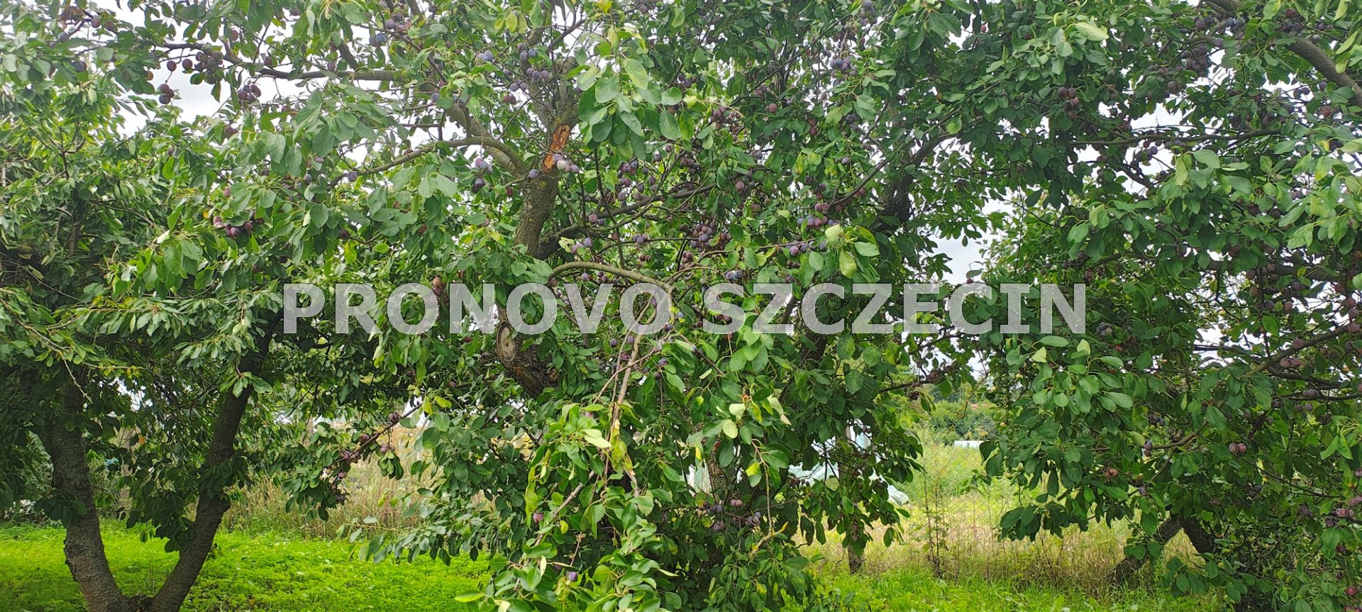 Kłodzino,Przelewice nieruchomość gruntowa dom  (28)