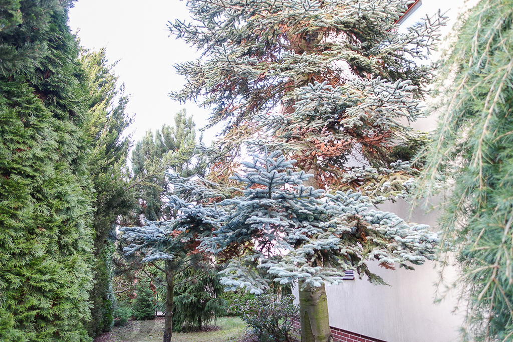 Gumieńce dom wolno stojący z 2000 r. 1,75 mln (19)