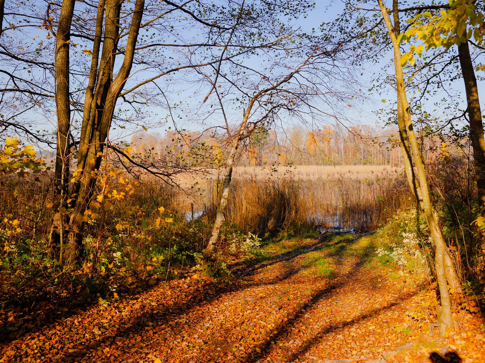 Działka siedliskowa - Krągi  (10)