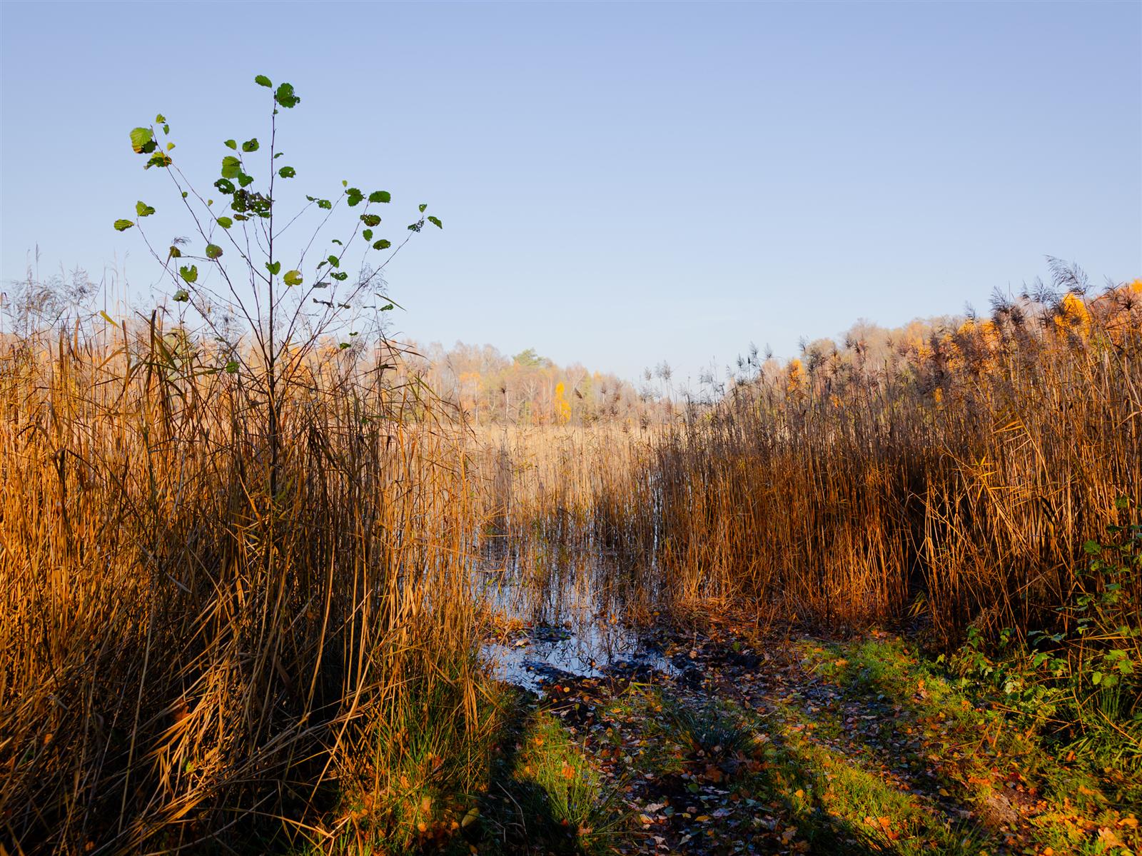 Działka siedliskowa - Krągi  (11)