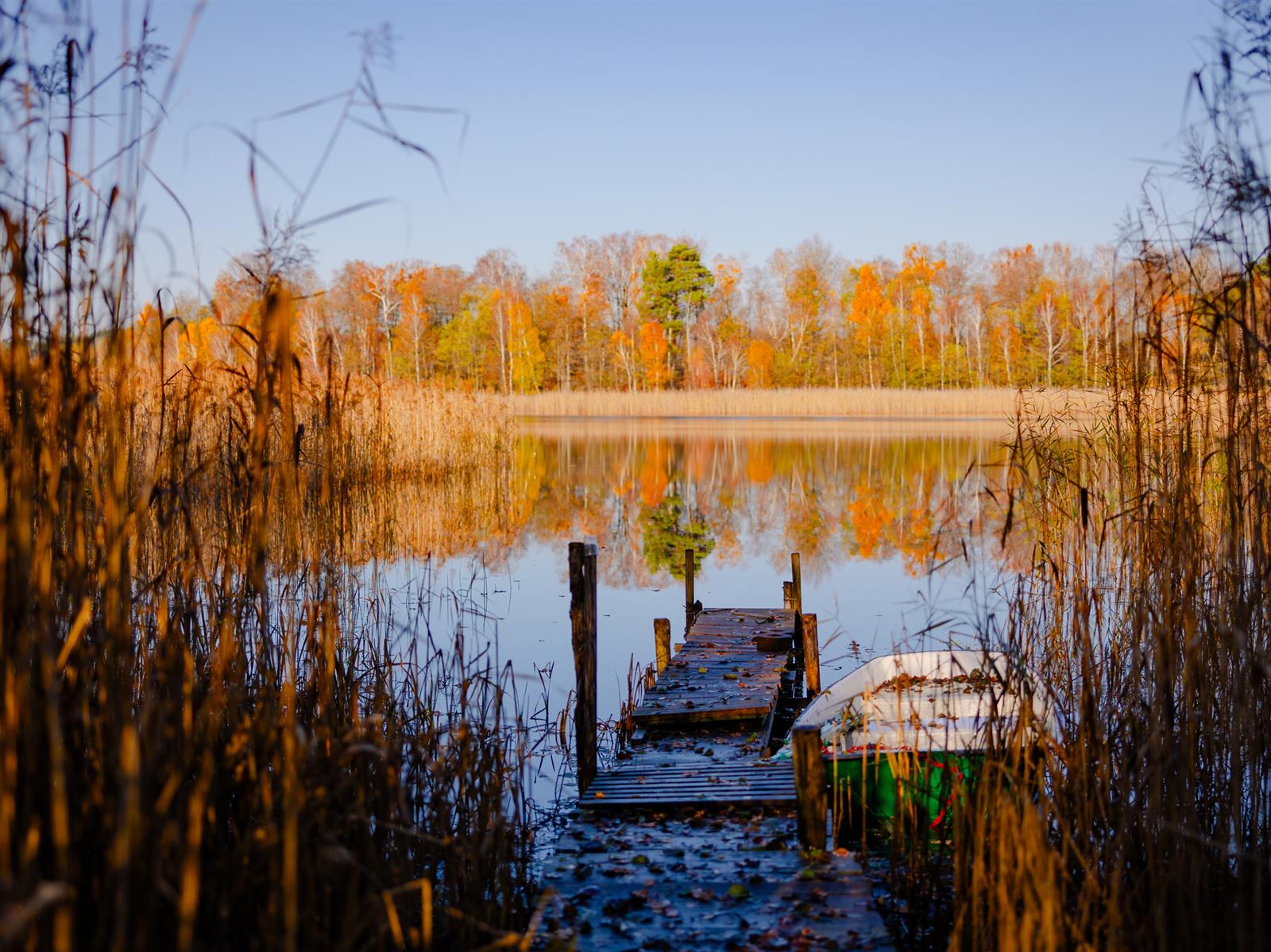 Działka siedliskowa - Krągi  (12)