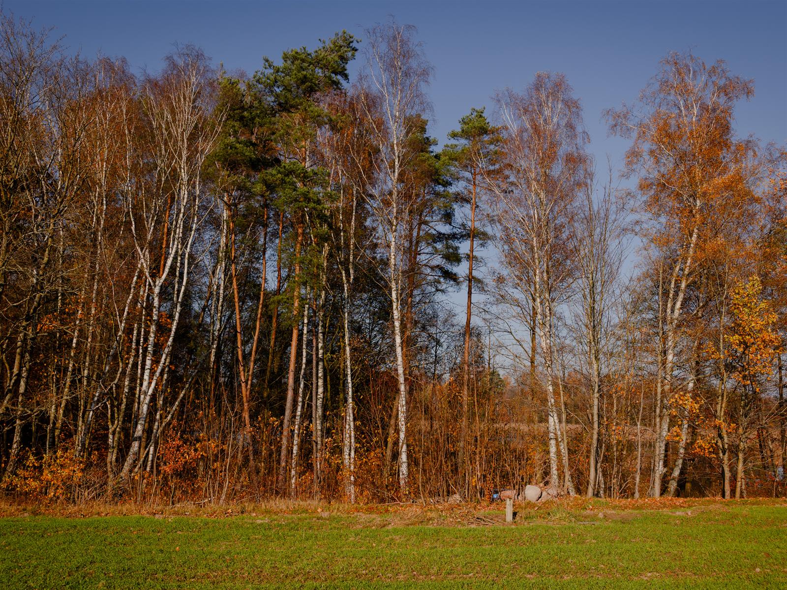 Działka siedliskowa - Krągi  (13)