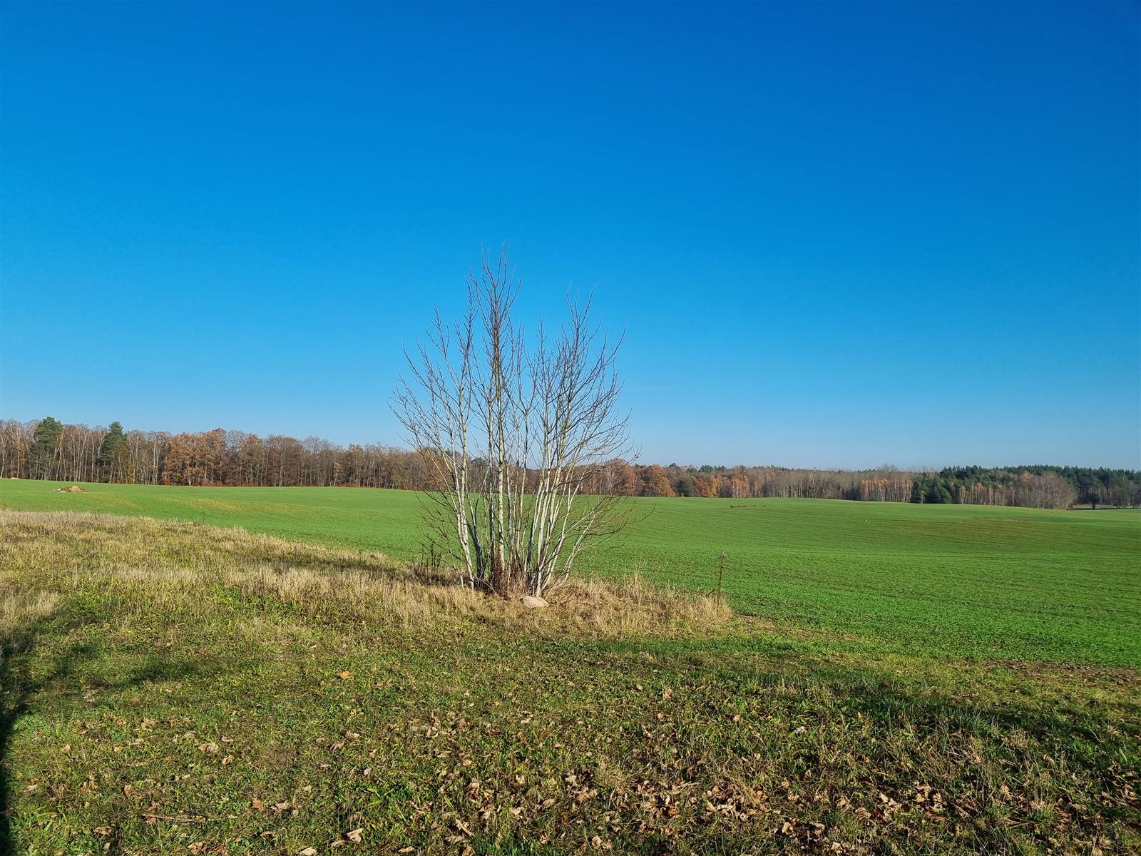 Działka siedliskowa - Krągi  (5)