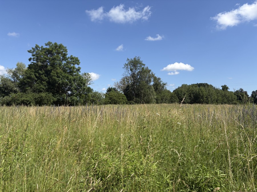 DZIAŁKA  BLISKO JEZIORA 300M (5)