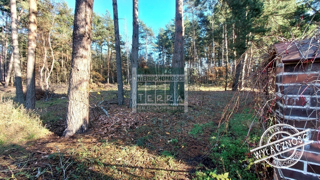 Działka pod lasem w Drzonkowie! (9)