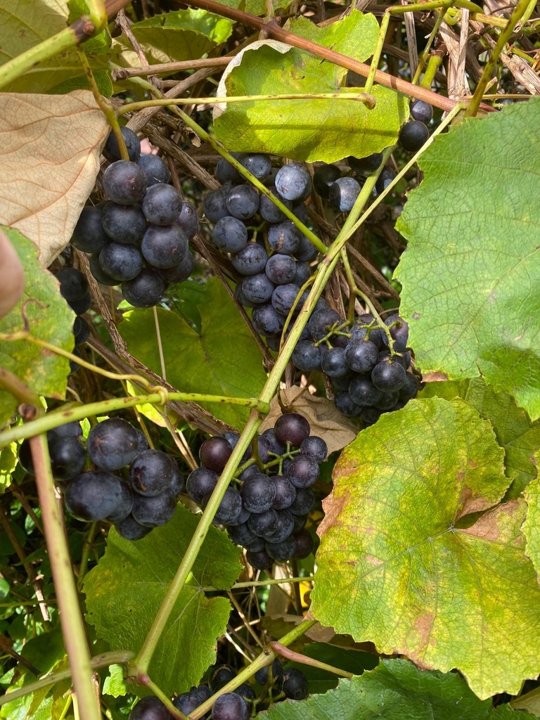 Dom w cenie mieszkania (11)