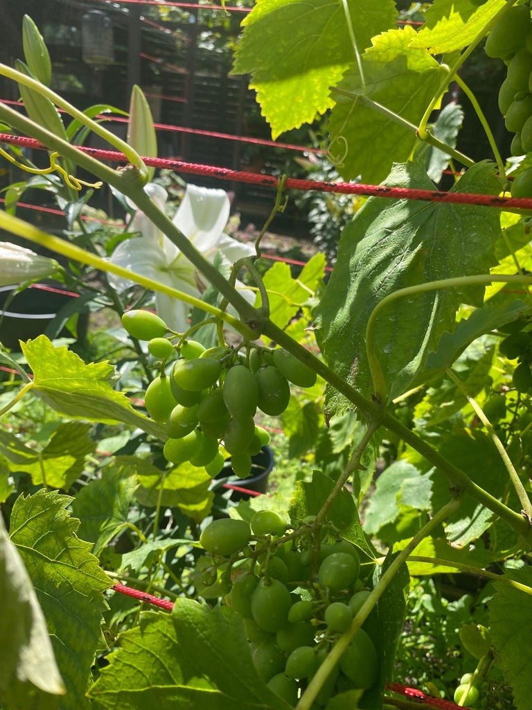 Dom w cenie mieszkania (13)