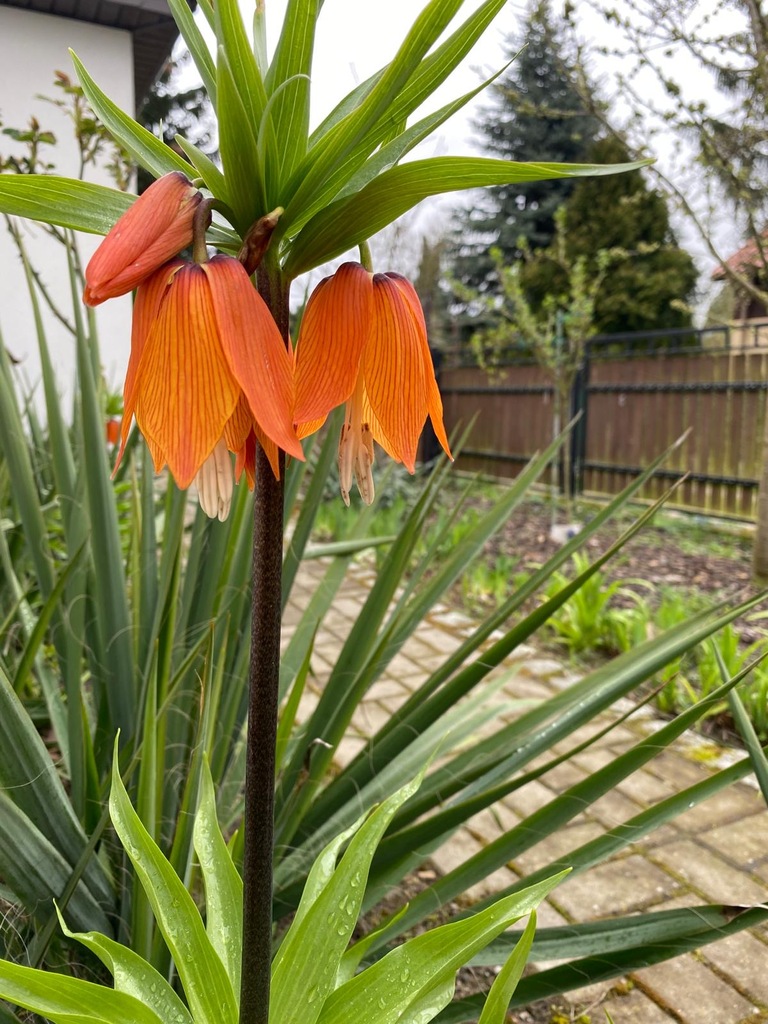 Dom w cenie mieszkania (14)