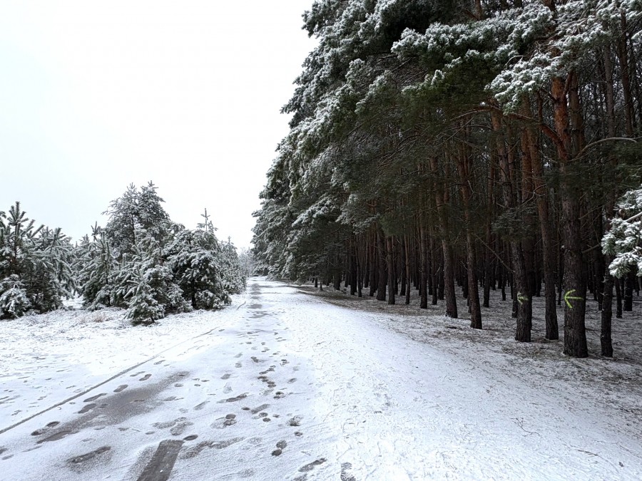 DZIAŁKA POD LASEM Z MEDIAMI (2)
