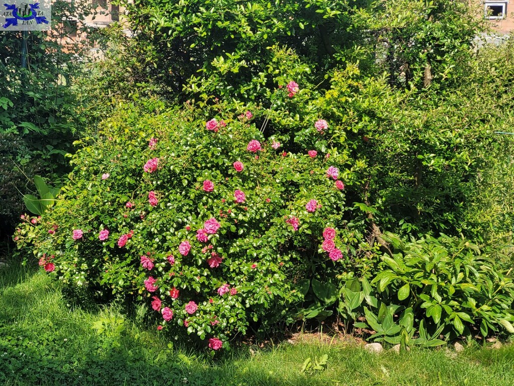 Mieszkanie, 3 pok., 85 m2, Mierzyn  (18)