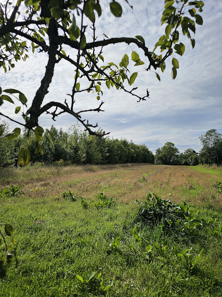 Dwurodzinny dom wolnostojący z przepiękną fasadą (10)