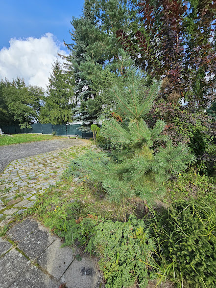 Wolno stojący, 428 m2, Stobno  (3)