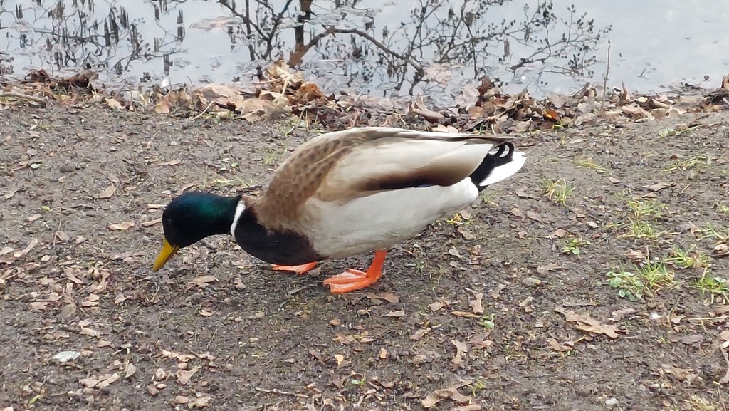 Działka blisko jeziora (4)