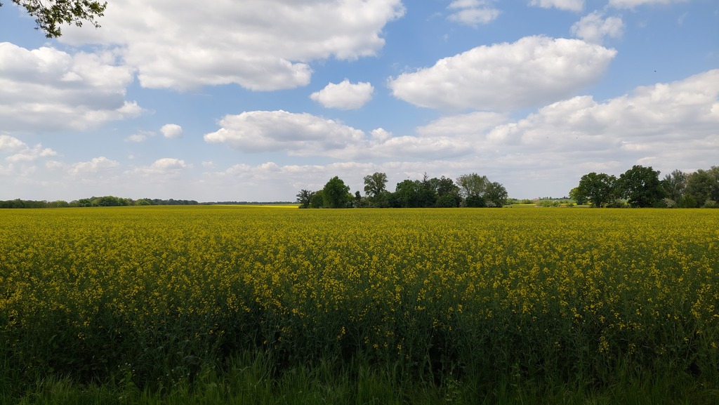 Działka blisko jeziora (2)