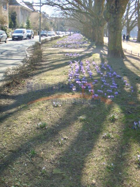 lokal w topowej lokalizacji  Jasne Błonie 3 pokoje (15)