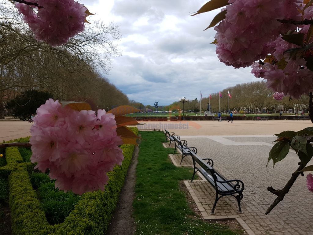 lokal w topowej lokalizacji  Jasne Błonie 3 pokoje (16)