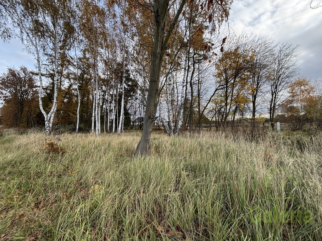 Zalesiona działka w Niedźwiedziu (2)