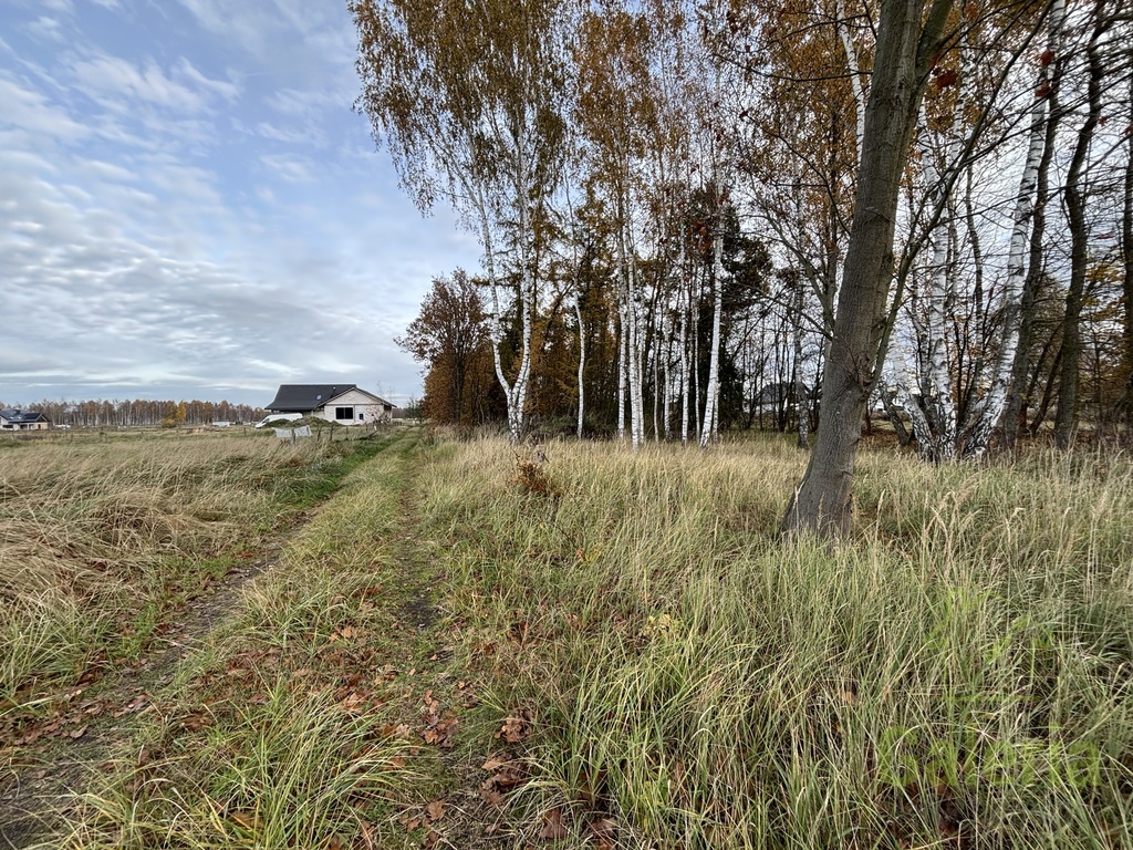 Zalesiona działka w Niedźwiedziu (3)