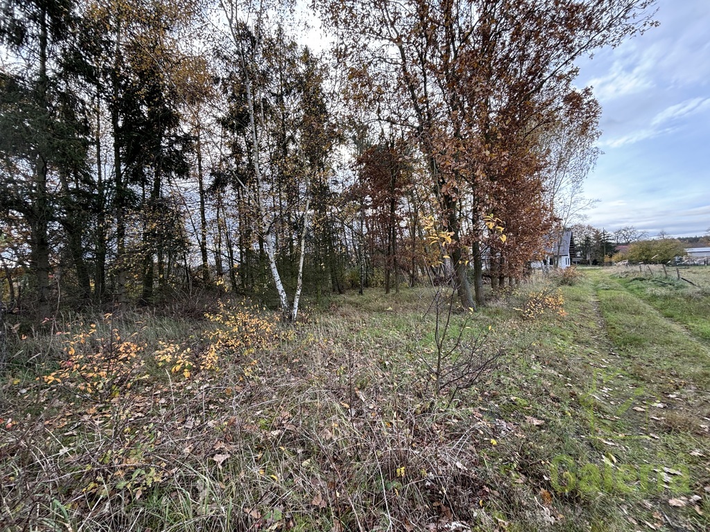 Zalesiona działka w Niedźwiedziu (4)