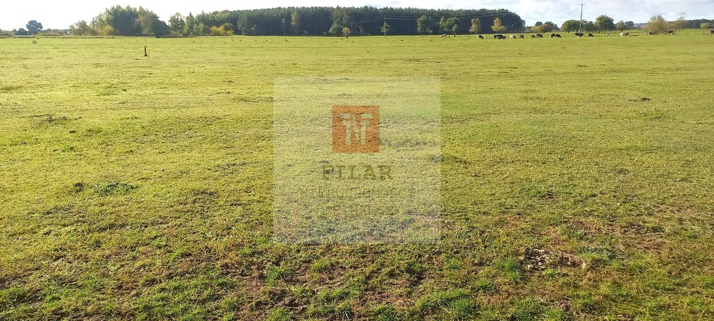 Duża działka o pow.1947 m2 w Borzysławcu. (9)