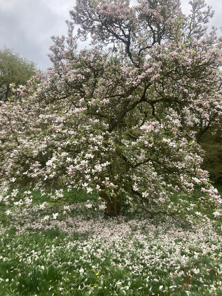 Inwestycja  21 ha gruntów z pałacem i parkiem (4)