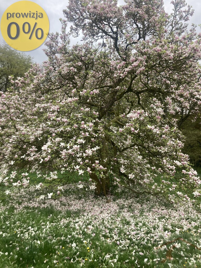 Majątek koło Choszczna w tym 21 ha ziemi . (8)