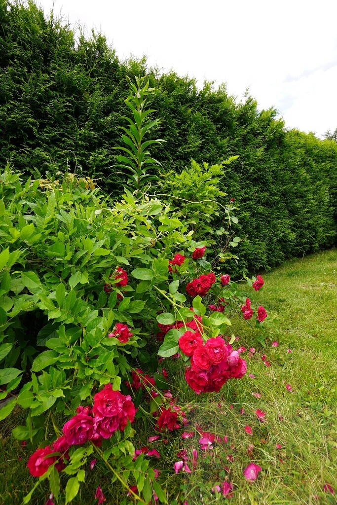 Stylowy dom wolnostojący 5 min do centrum Gorzowa (3)