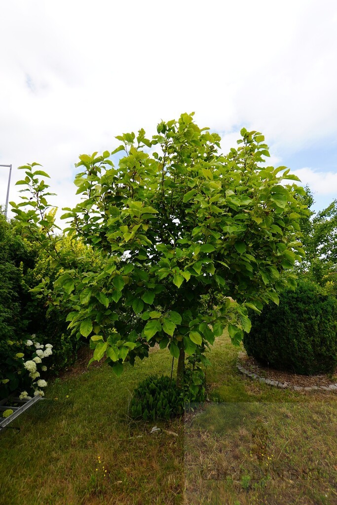 Zagospodarowana działka blisko Centrum Gorzowa (4)