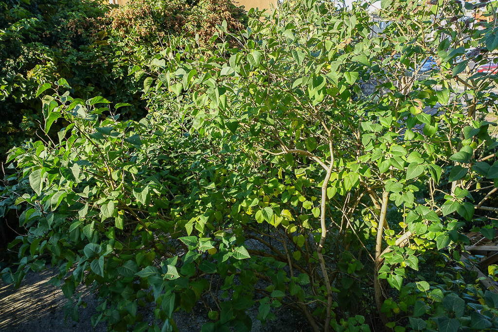 Parter domu po remoncie 101 m2+ogród+garaż 700tys. (17)