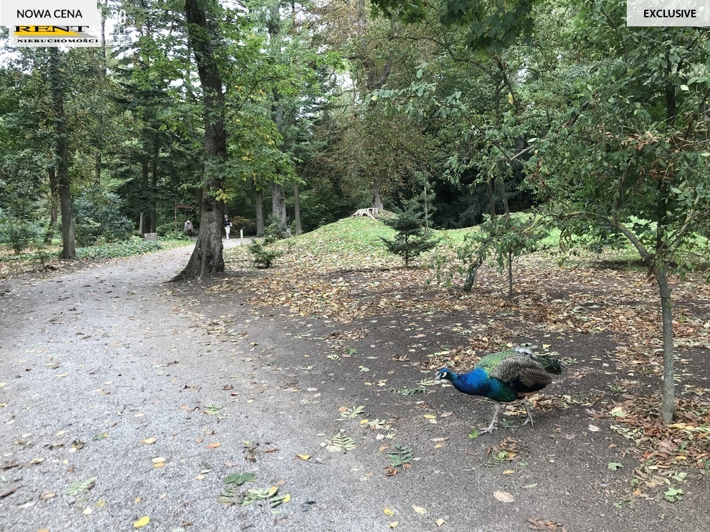 Mieszkanie,lokum,lokal  do remontu w Przelewicach (6)