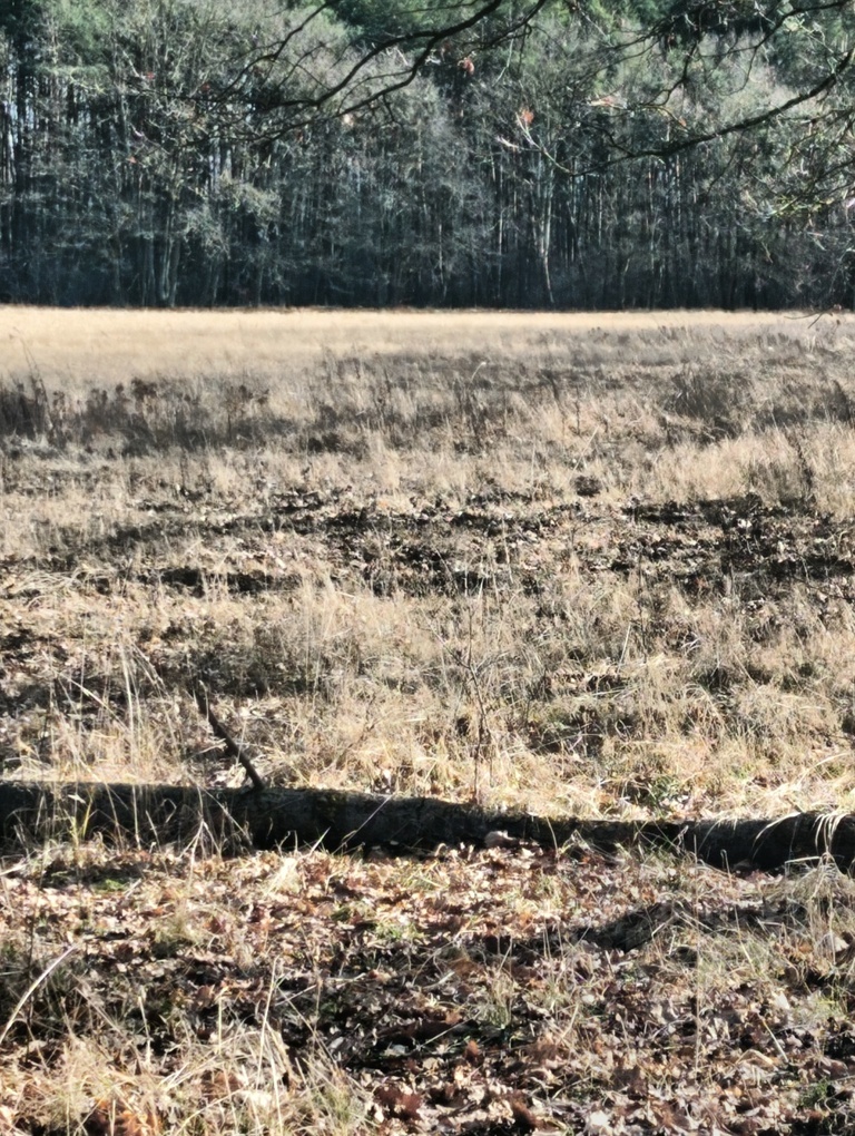 Działka 3463 m2 z WZ na 4 domy (6)