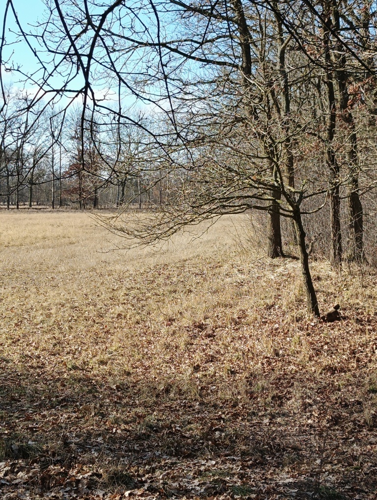 Działka 3463 m2 z WZ na 4 domy (10)