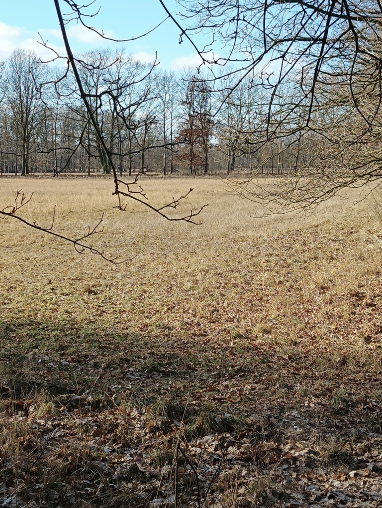 Działka 3463 m2 z WZ na 4 domy (11)