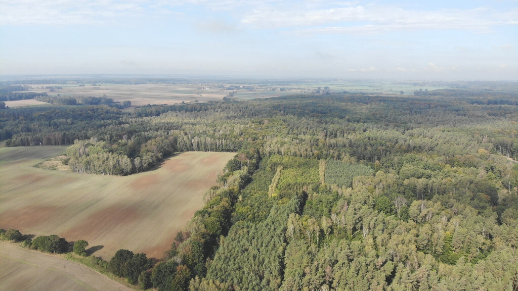 Działka przy lesie (1)